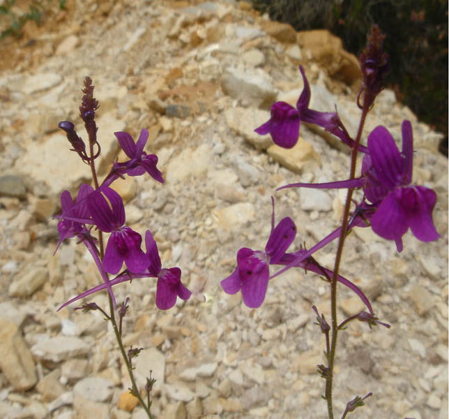 Linaria elegans en fleurs sur un talus ensoleillé en Espagne